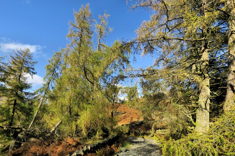 (37) Tarn Howes.jpg - (37) Larches